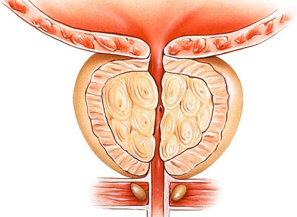 prostatako ilustrazio iluna